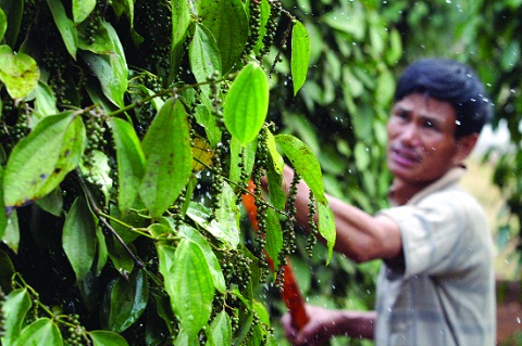 India to spice up pepper trade