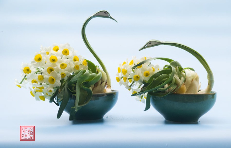 Daffodil pruning is the elegant culture of the Hanoian