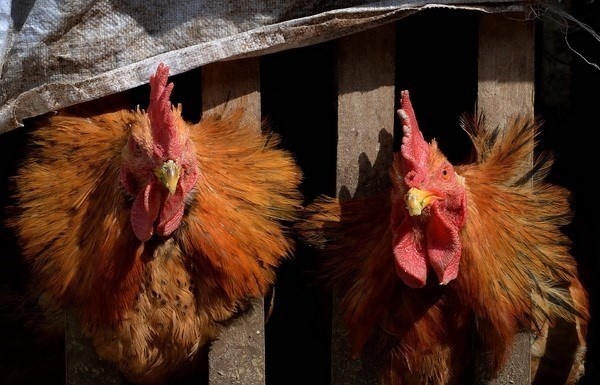 Cambodia records second H5N1 death in 2023
