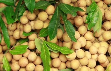 Longan exports took in $14 million in 2023