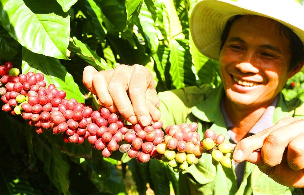 Cost increase issues put coffee purchasers on alert