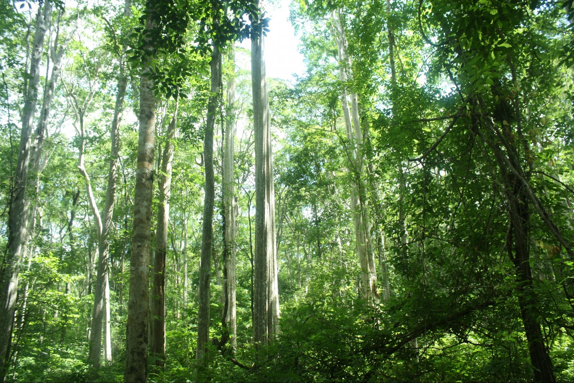 Vietnam to strengthen carbon credit management