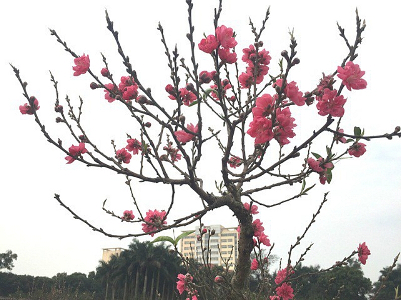 hanoi abloom with cherry blossoms on the heels of lunar new year