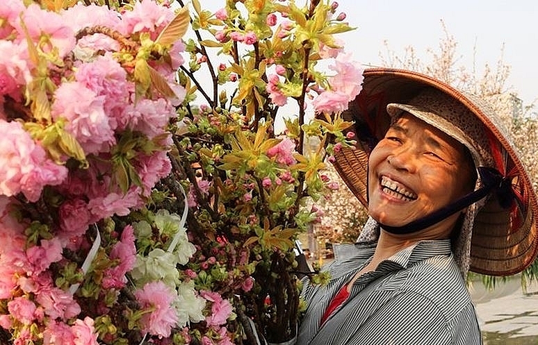 Haiphong graced with nearly 1,000 Japanese sakura
