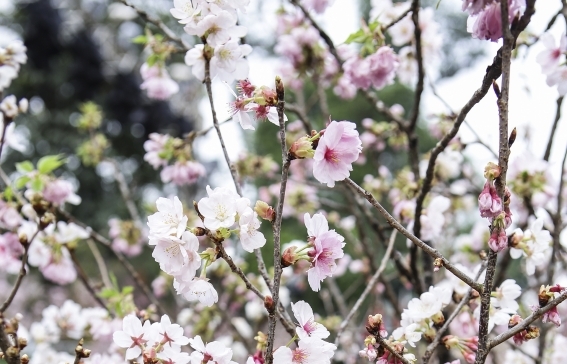 10 thousand cherry blossoms adorn Hanoi's central park
