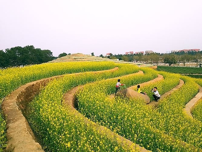 heavenly flower terraces in the outskirt of hanoi