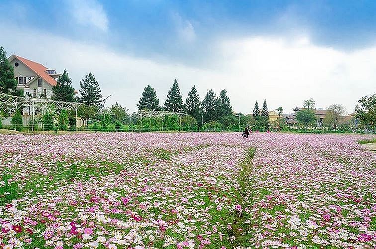 heavenly flower terraces in the outskirt of hanoi