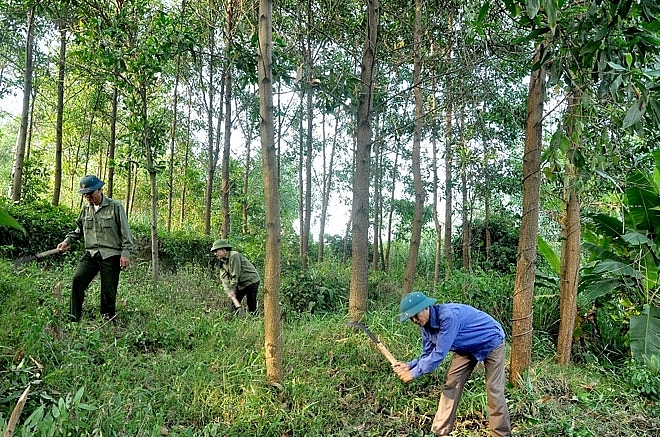 Phu Yen establishes high-tech forestry co-operative