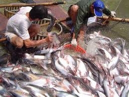 Tra fish industry in troubled waters