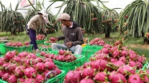 binh thuan dragon fruit brand protected in the us