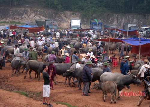 thanh luong cattle market