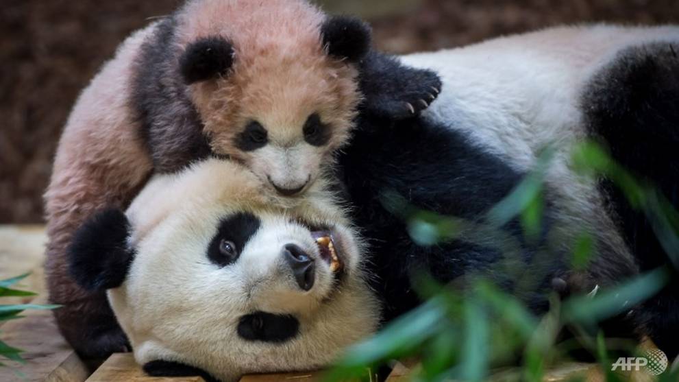 France's first panda cub makes debut appearance
