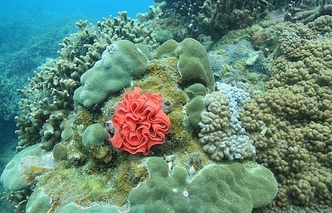 Coral reefs restored off Cham Island
