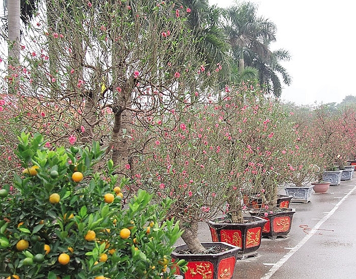 nation awash with stunning flowers just before lunar new year festivities