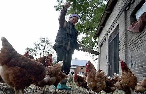 Poland hit by bird flu outbreak on turkey farms