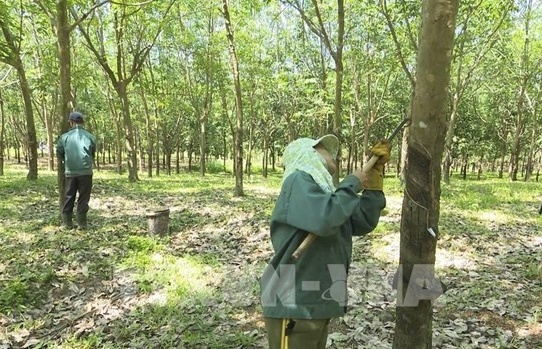 Rubber industry forecast to continue seeing bright prospects this year