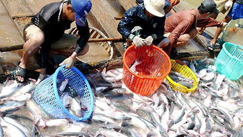 russia to consume vietnamese tra fish again