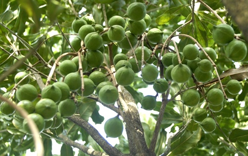 lienvietpostbank to fund macadamia plant cultivation project