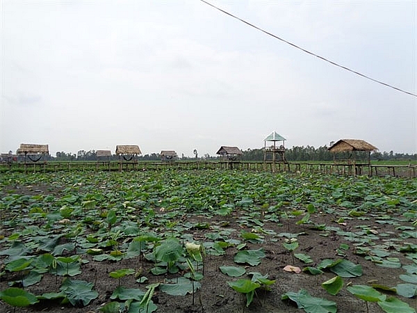 lotus farm tourism model faces market hurdles in mekong