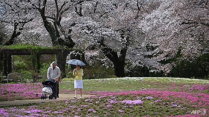japans cherry blossom season expected to arrive early this year
