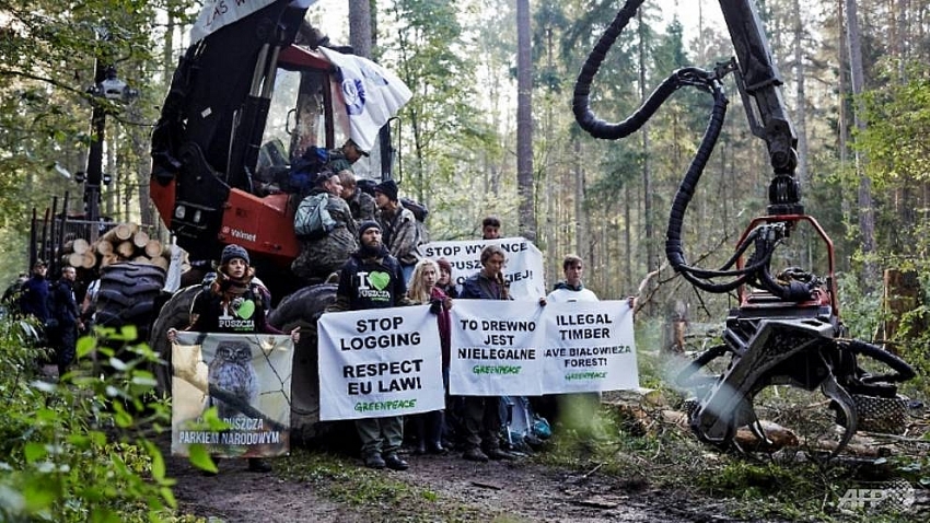 poland illegally logged in ancient forest eu court advisor