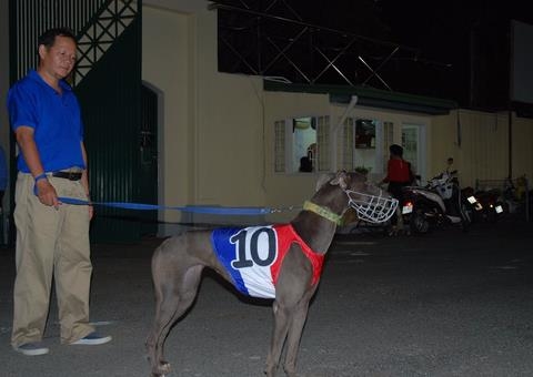 dog races in vung tau city