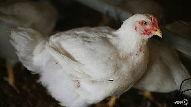 bird flu outbreak at dutch farm