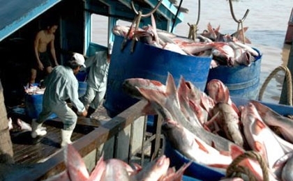 us changes anti dumping taxes on vietnamese tra fish