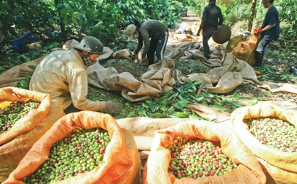 Local coffee growers in hot water