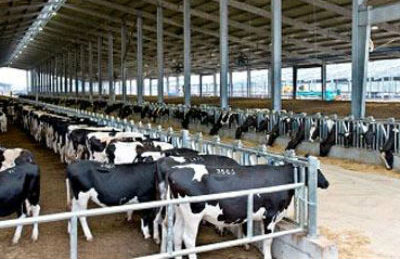17 french livestock breeding firms to participate in ildex vietnam 2014