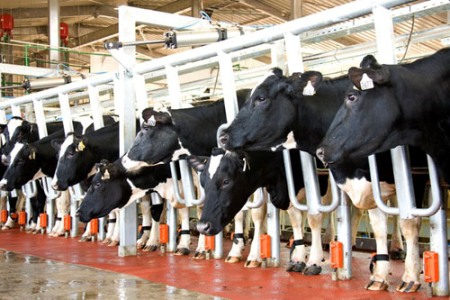 TH True Milk opens Moscow dairy: Russian media