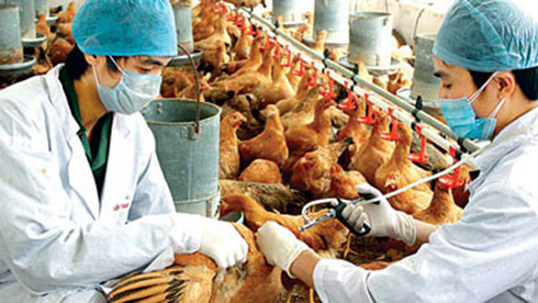 bird flu expands in vietnam, striking 2 more provinces  hinh 0