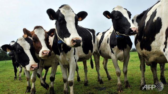 UK group expanding campaign to curb antibiotics in meat production