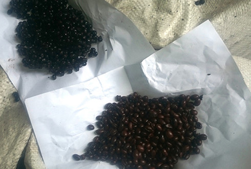 police seize fake coffee shipment in robusta king vietnam hinh 1