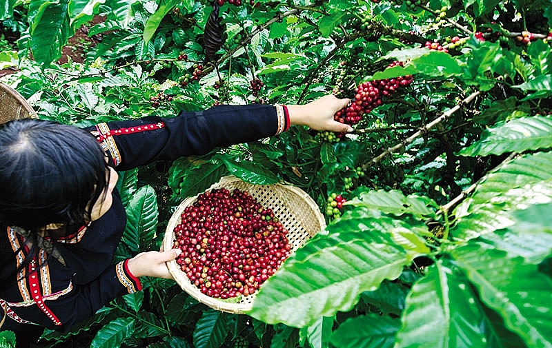 indonesia craves vietnamese coffee