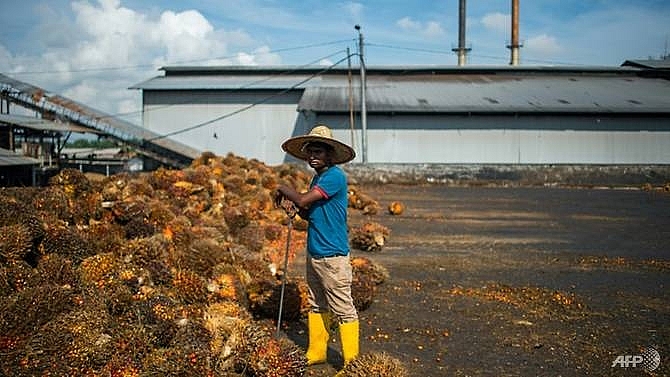 malaysia to press eu on planned palm oil ban in biofuels