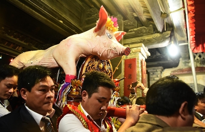 Crowds gather for pig procession festival