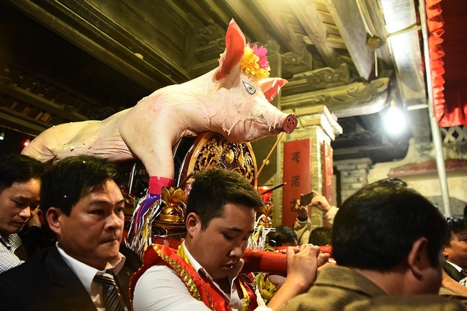 crowds gather for pig procession festival