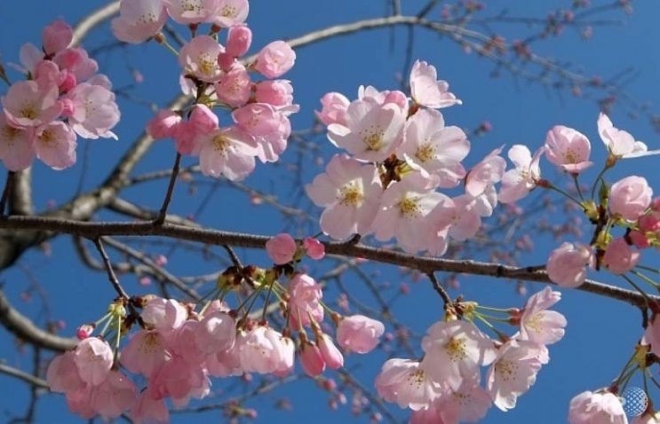 Spring comes to Tokyo with first cherry blossoms