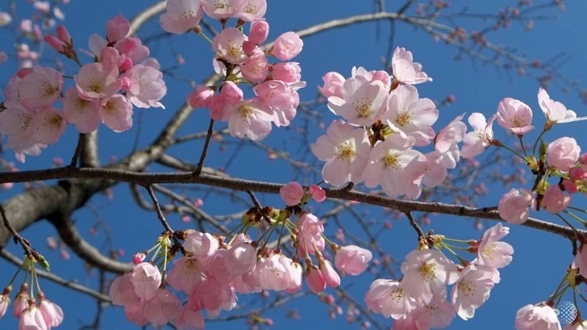 spring comes to tokyo with first cherry blossoms