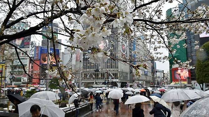 invasive beetle threatens japans famed cherry blossoms