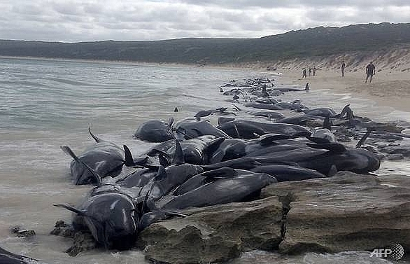 more than 130 pilot whales die in mass australia beaching