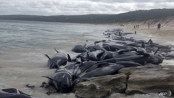 more than 130 pilot whales die in mass australia beaching