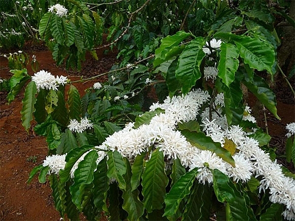 the sweet aroma of pleikus coffee flowers