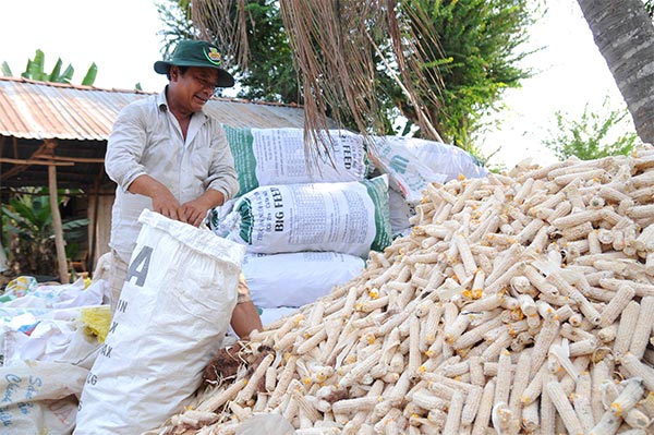 Genetically modified corn seeds introduced to Vietnamese farmers