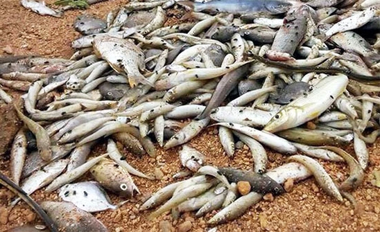 initial findings on mass dying of fish inconclusive