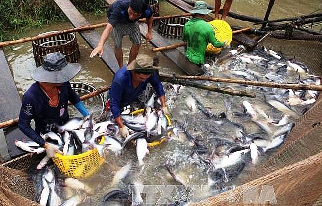 Delta to boost tra fish quality
