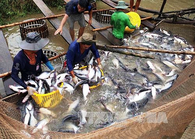 delta to boost tra fish quality