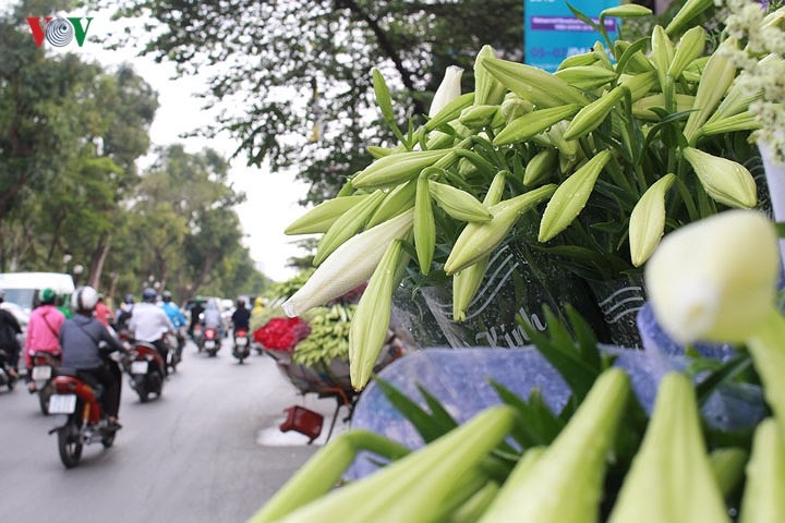 snow white easter lilies blanket hanoi streets