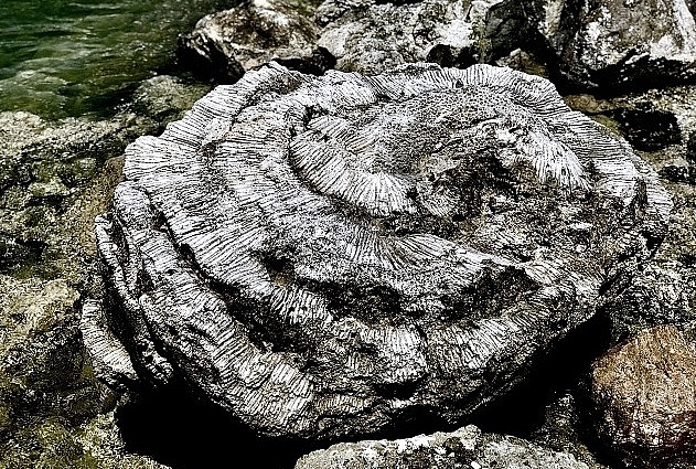 unique five thousand year old fossil reef found in vietnam